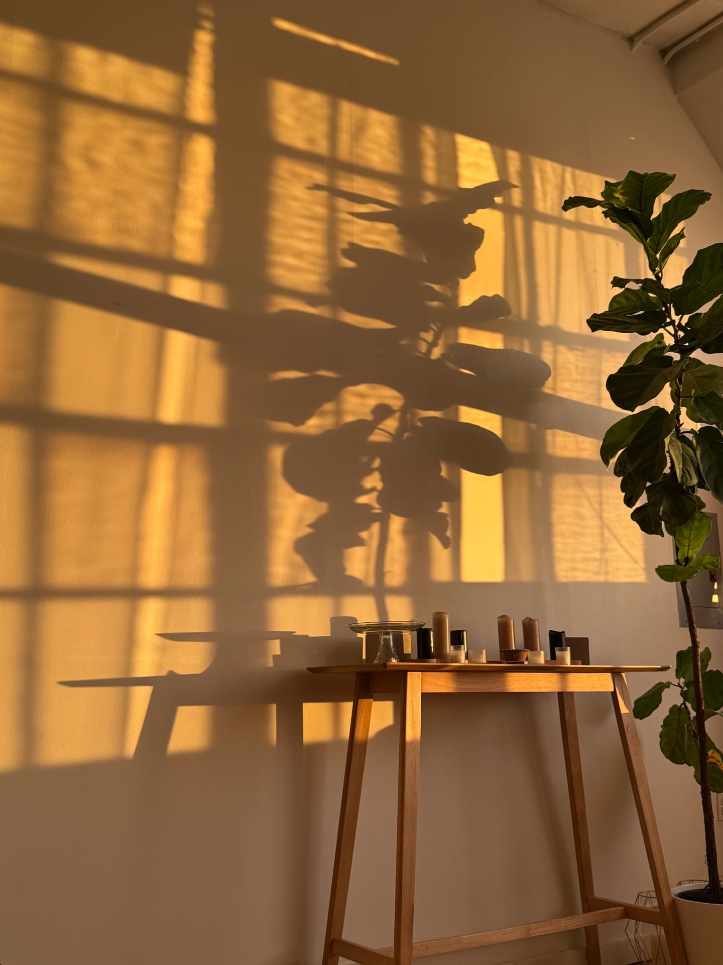 Golden window light and plant shadows falling across the studio wall above a wooden table