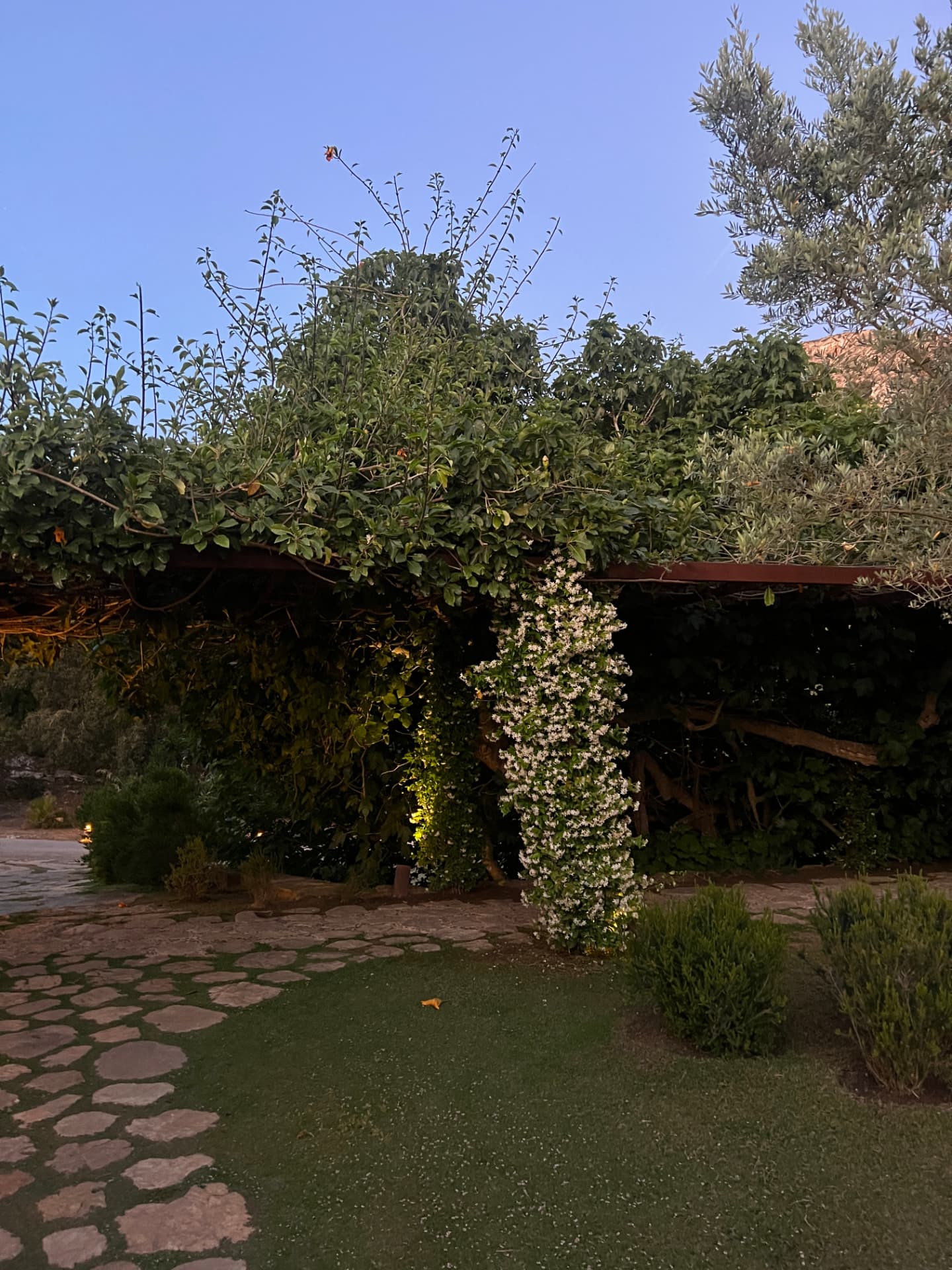 Jasmine flowering over a garden pergola lit softly at dusk